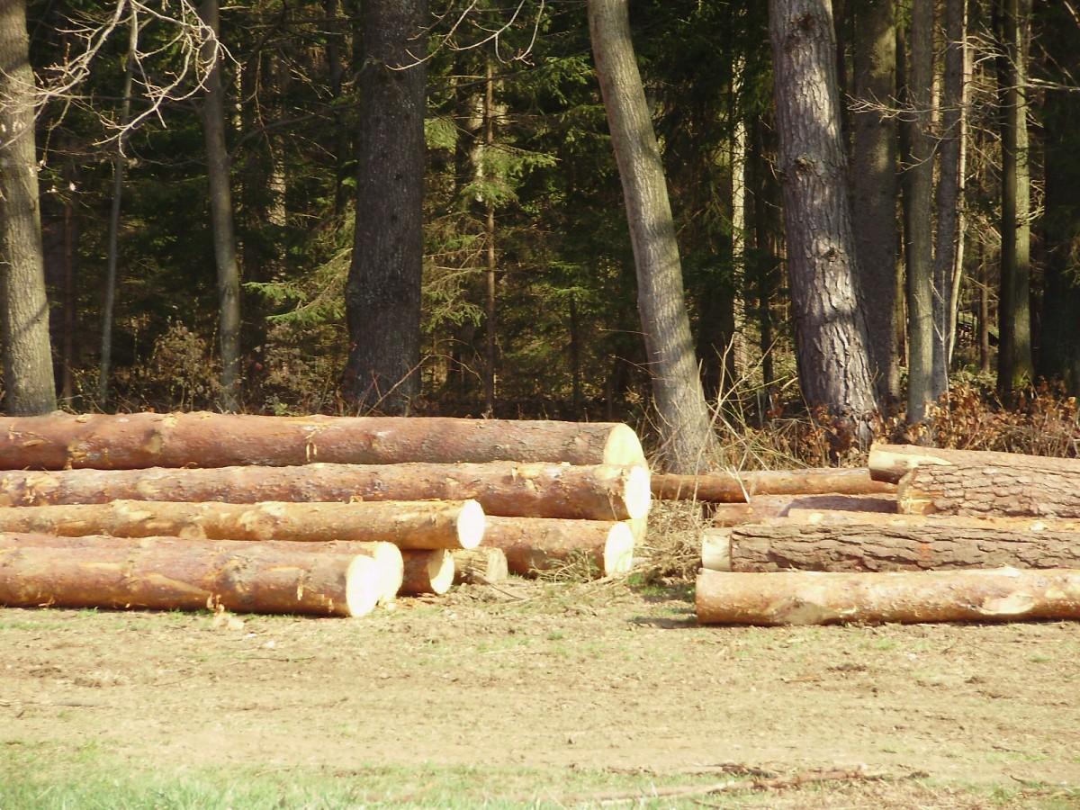 ODKUP LESA, UREJANJE OKOLICE, ZAKLJUČNA GRADBENA DELA, JELKA, SEČNJA IN SPRAVILO LESA, LIBELIČE 2