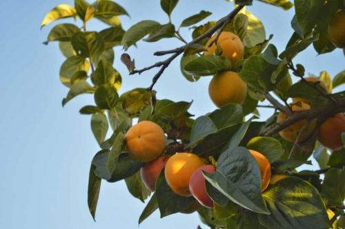 IZLETNIŠKA KMETIJA STRUNJAN VODENI OGLED KAKI NASADA