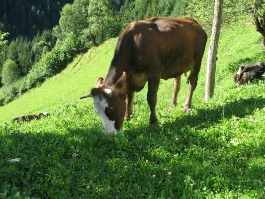 Kmetija Gradišnik Logarska dolina