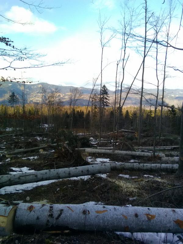 PRODAJA IN ODKUP BUKOVIH DRV BOHINJ 15