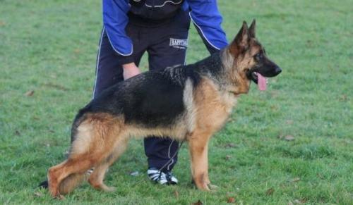 ŠPORTNO KINOLOŠKO DRUŠTVO GORNJA RADGONA