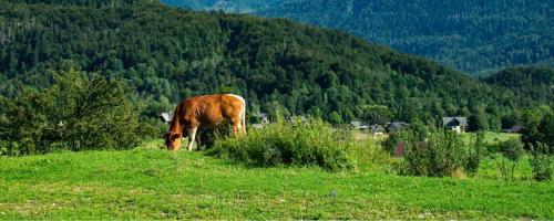 APARTMAJI IN SOBE JOŠT, BOHINJSKO JEZERO