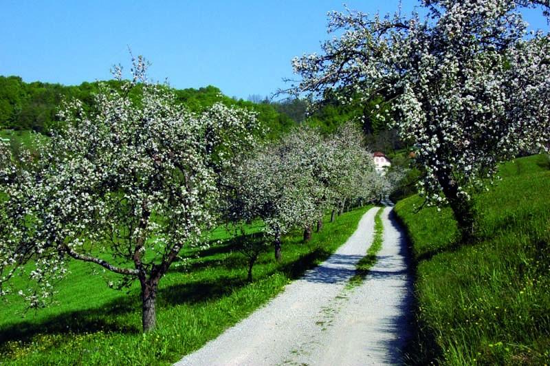 Apartmaji Podčetrtek Ortenia
