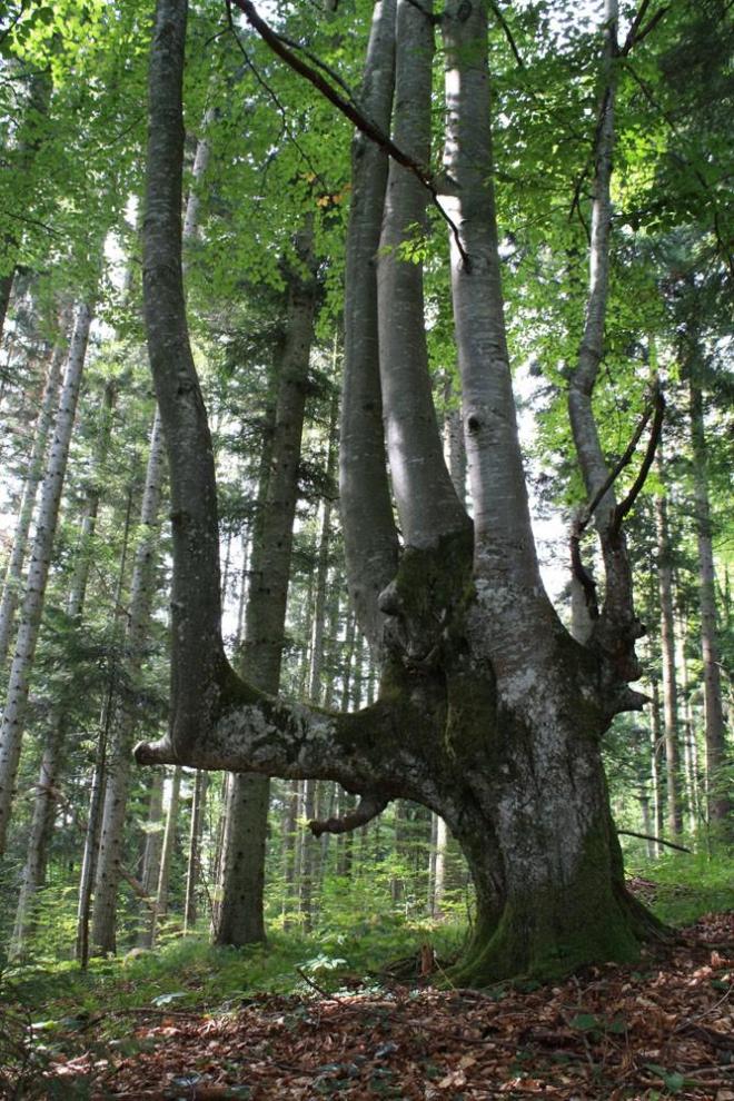 Javni zavod Snežnik