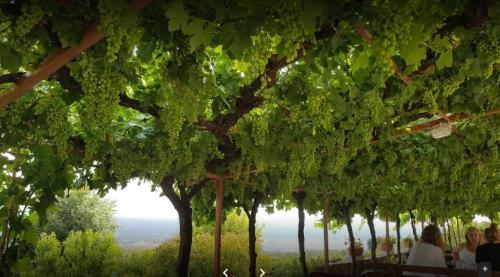 IZLETNIŠKA KMETIJA KOTRLE IZOLA | IZOLSKE POTI