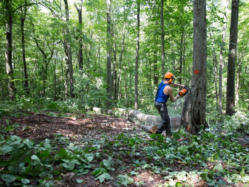GOZDARSKE STORITVE SLOVENJ GRADEC4