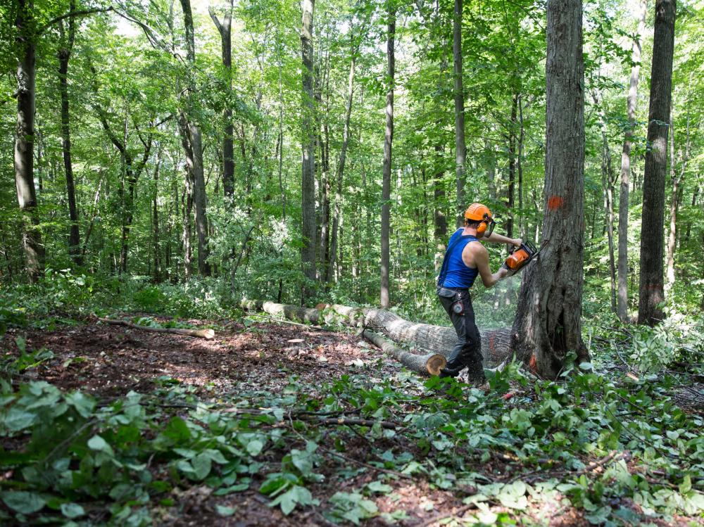 GOZDARSKE STORITVE SLOVENJ GRADEC4