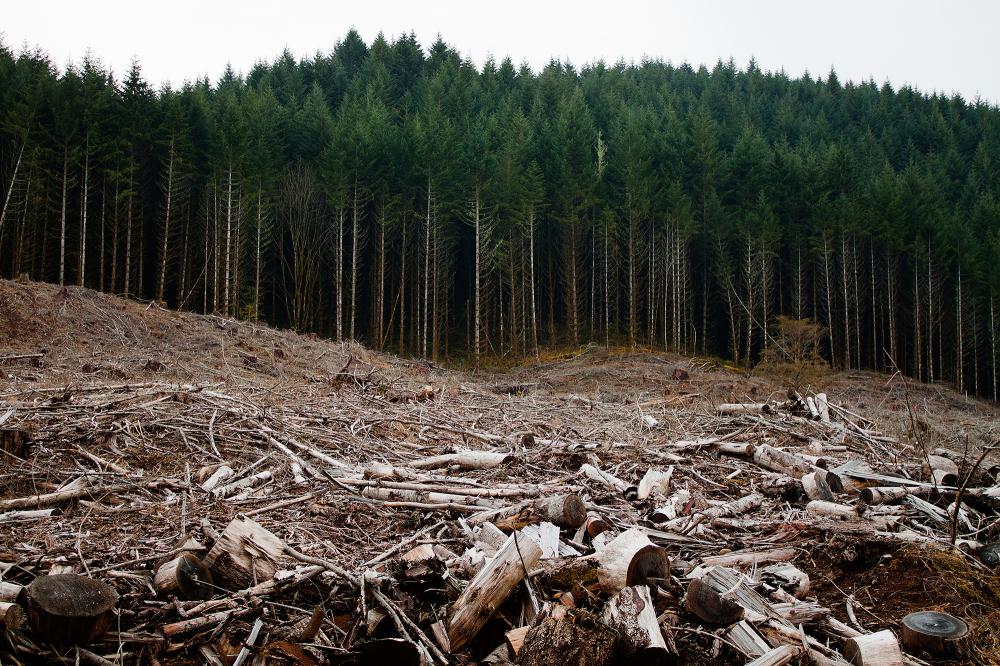 GOZDARSKE STORITVE SLOVENJ GRADEC5