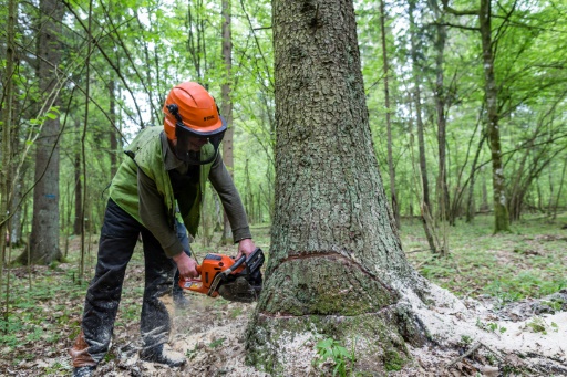 GOZDARSKE STORITVE SLOVENJ GRADEC2