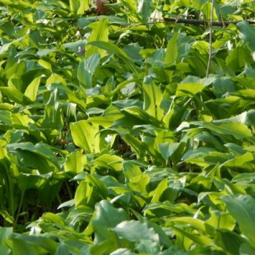 BIODOBRO, SPLETNA TRGOVINA, PRODAJA BIO IZDELKOV, BIO ČEMAŽ, BIO PRESNA OMAKA