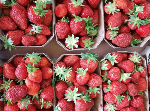 DOMAČE MARMELADE, ŽGANJE, LIKERJI, BUČNO OLJE, JABOLČNI IN VINSKI KIS, SADJARSTVO FICKO, ROGAŠOVCI