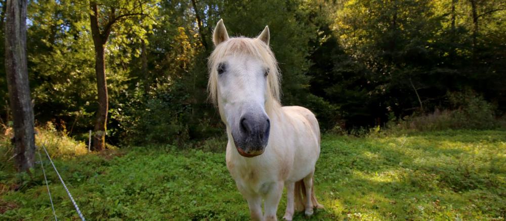 TURISTIČNA KMETIJA OBOLNAR, VELIKA LOKA