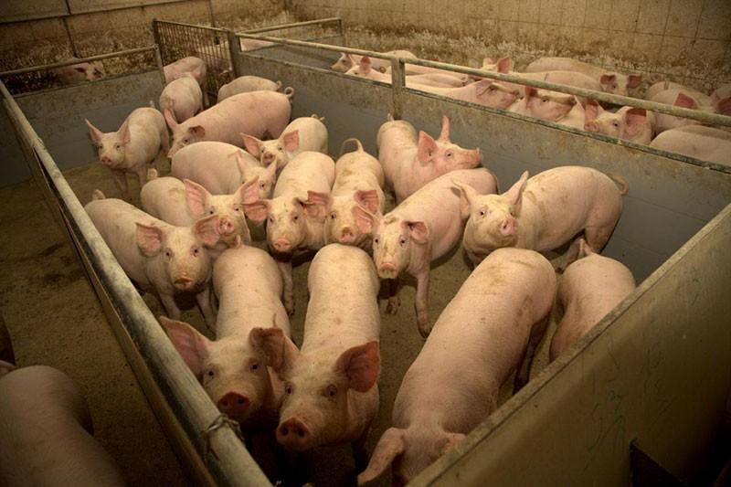 PRAŠIČEREJA, IZDELKI IZ PRAŠIČJEGA MESA - KLOBASE, SALAME, SVINJSKE POLOVICE, ODOJEK, KMETIJA ŽIGART2