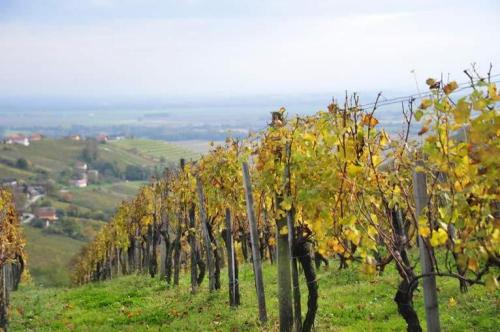 Szobák Doris, SOBE DORIS, LENDAVA