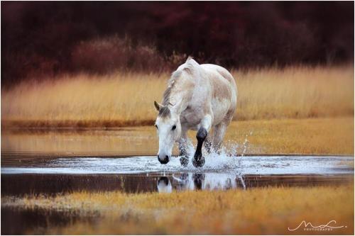 POSESTVO RUDOLF - KVALITETNA OSKRBA KONJ