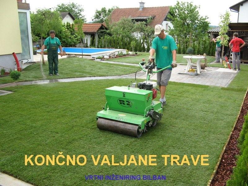Lovorikovec za živo mejo