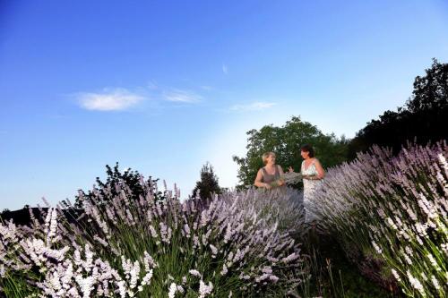 HIDROLAT SIVKE, VREČKE SIVKE, ETERIČNO OLJE SIVKE