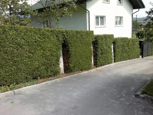 OBREZOVANJE SADNEGA DREVJA, DREVES, ŽIVE MEJE IN GRMIČEVJA