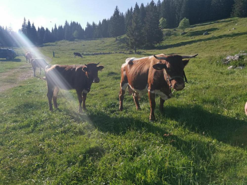 Chalet Stara Jelka Pokljuka