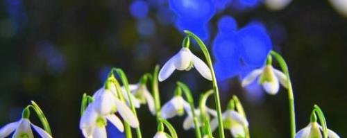 CVETLIČARNA IVANČNA GORICA ZVONČEK