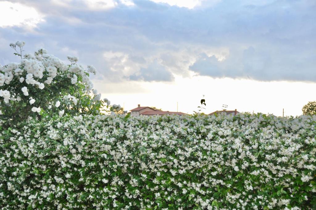 Apartment in the heart of Brda wine region, Boris and Darinka Marinič