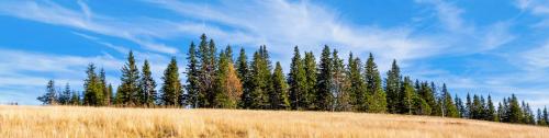 APARTMENTS POHORJE MARIBOR SKI RESORT FOREST GREEN