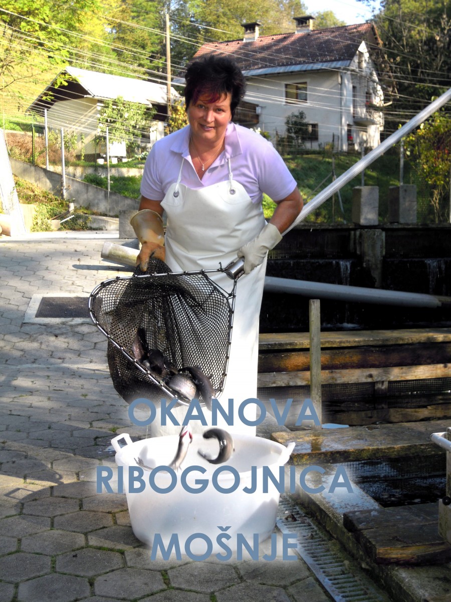 PRODAJA SVEŽIH RIB POSTRVI, OKANOVA RIBOGOJNICA, PODVIN, RADOVLJICA, MOŠNJE