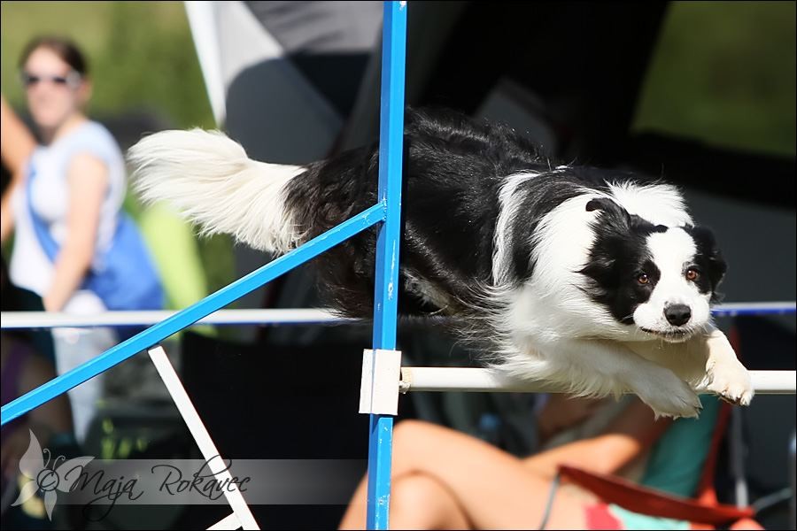 KINOLOŠKO DRUŠTVO AGILITY ILIRIJA, LJUBLJANA