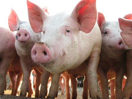 PRAŠIČEREJA, IZDELKI IZ PRAŠIČJEGA MESA - KLOBASE, SALAME, SVINJSKE POLOVICE, ODOJEK, KMETIJA ŽIGART PRAŠIČEREJA, IZDELKI IZ PRAŠIČJEGA MESA - KLOBASE, SALAME, SVINJSKE POLOVICE, ODOJEK, KMETIJA ŽIGART